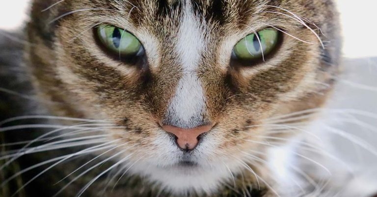 Specialists come together to help tackle FIP
