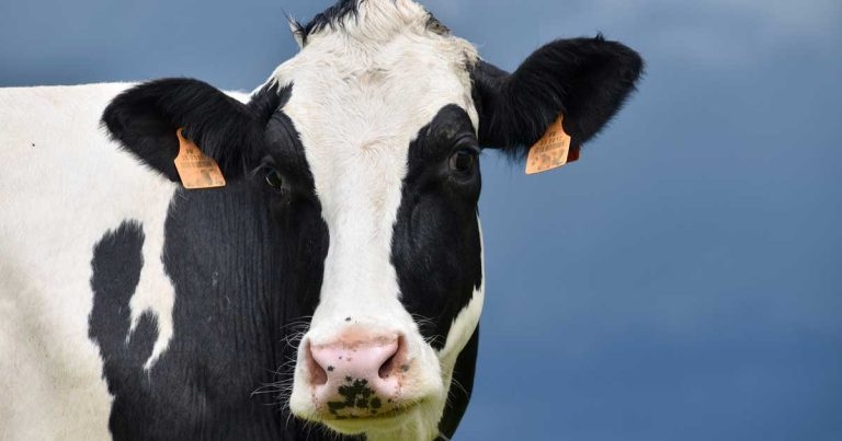 Vets helping to drive down use of antibiotics on farms – report