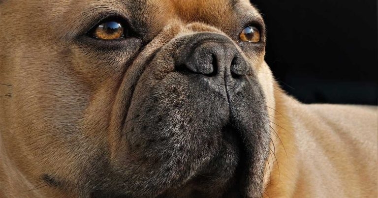 Vets welcome changes to breed standard for French bulldogs
