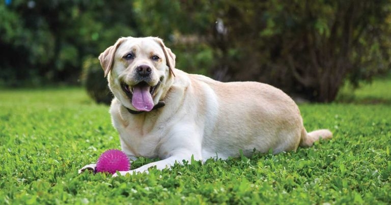 VBJ Health Insight: behavioural science is the key to tackling pet obesity