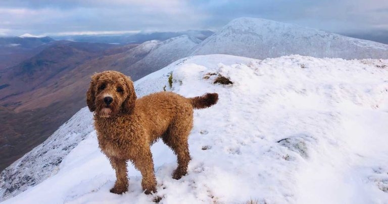 Blood donor saves life of cockapoo following horror fall 