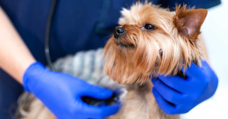 Boehringer Ingelheim collaboration to develop canine monoclonal antibodies