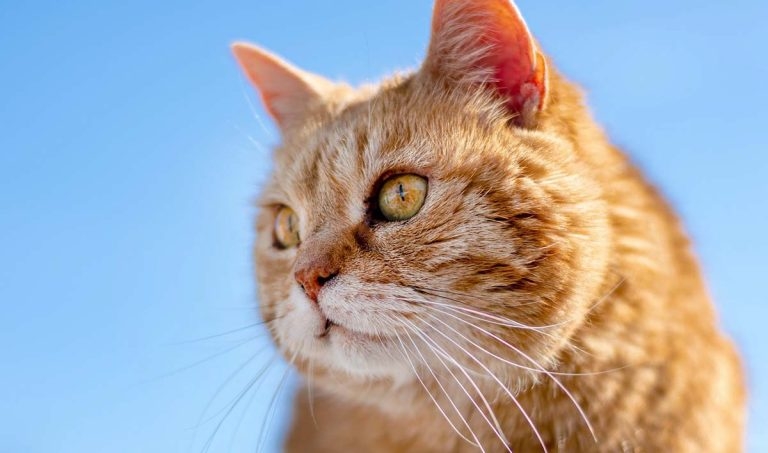 Avoiding risk factors for canine and feline geriatric diseases