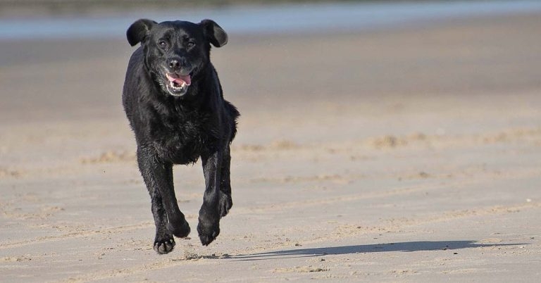 BVA renews concern at ‘Trojan’ rescue dogs after B canis cases