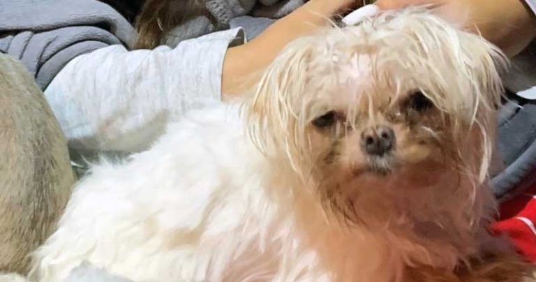 Spinal surgery on Chihuahua-cross Tyson proves ‘knockout result’