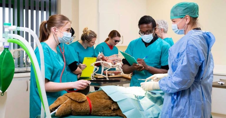 UK’s 11th vet school to launch some courses in September