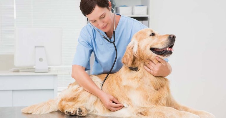 Heart of the matter – canine cardiovascular diseases