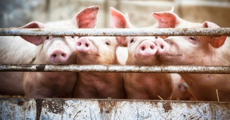 Defra tightens pork import controls amid African swine fever concern