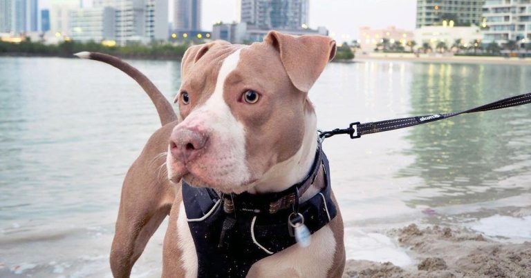 Puppy flown from Dubai to Solihull for emergency heart operation