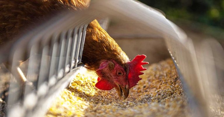 Further highly pathogenic avian flu cases reported
