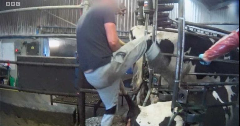 BCVA describes documentary scenes of abuse on dairy farm as ‘intolerable’