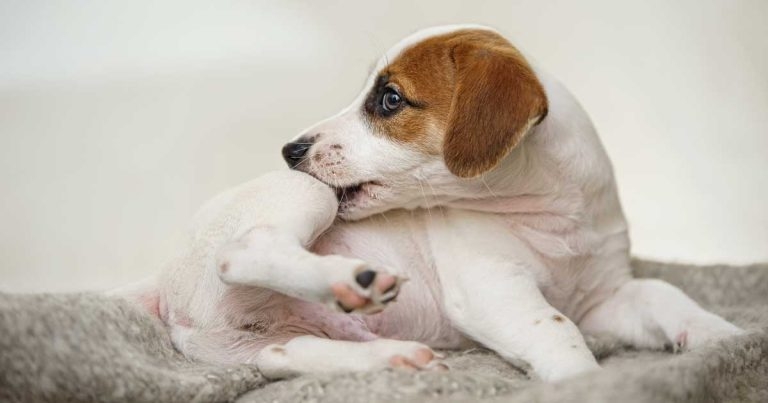 Vet nurse allergy clinics – supporting dermatology patients