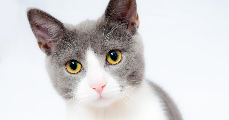 FIP: how do I prove it?