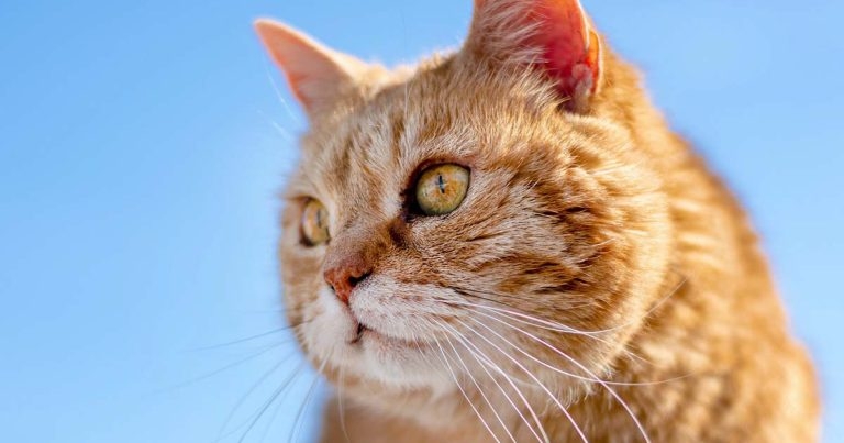 Cat blood pressure checks too infrequent, study claims