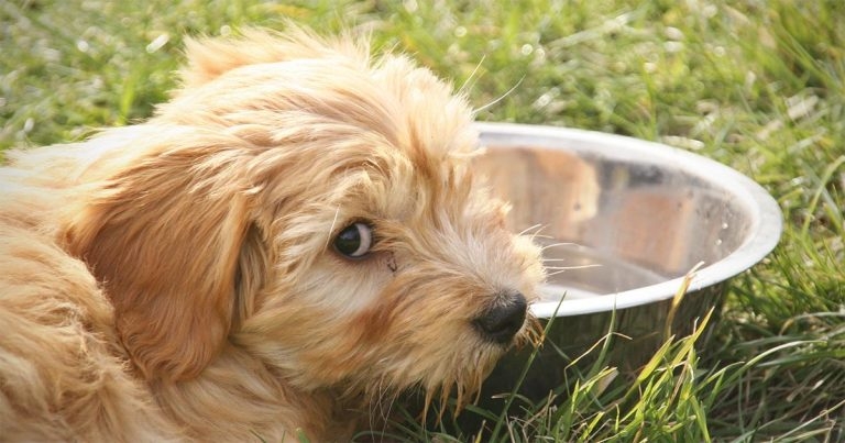 Canine pancreatitis causes