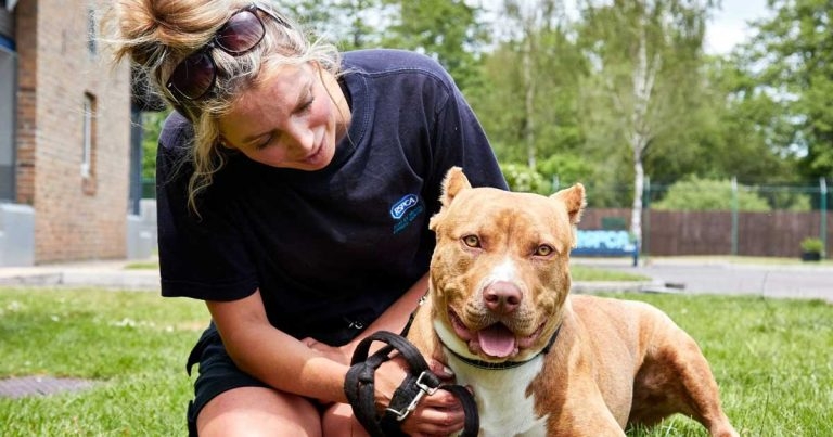 Huge rise in reports of dog ear cropping