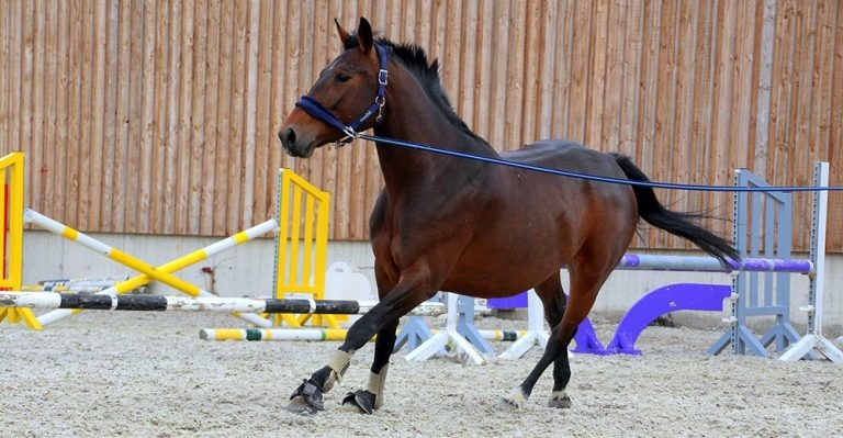 Equine gastric ulcer syndrome – complications and treatment