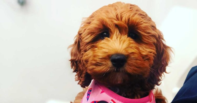 Study reveals impact of pandemic restrictions on puppy numbers