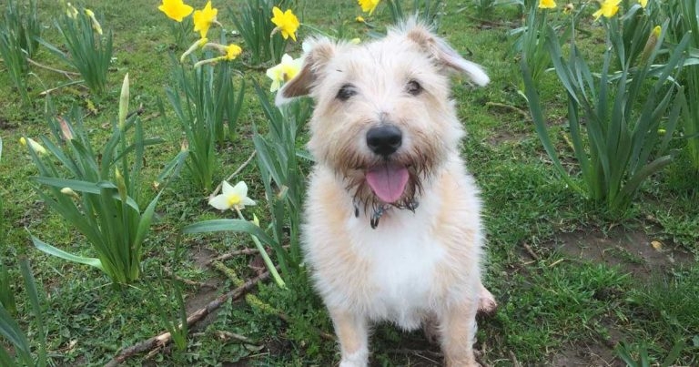 CiCi the dog overcomes challenging case of severe generalised tetanus