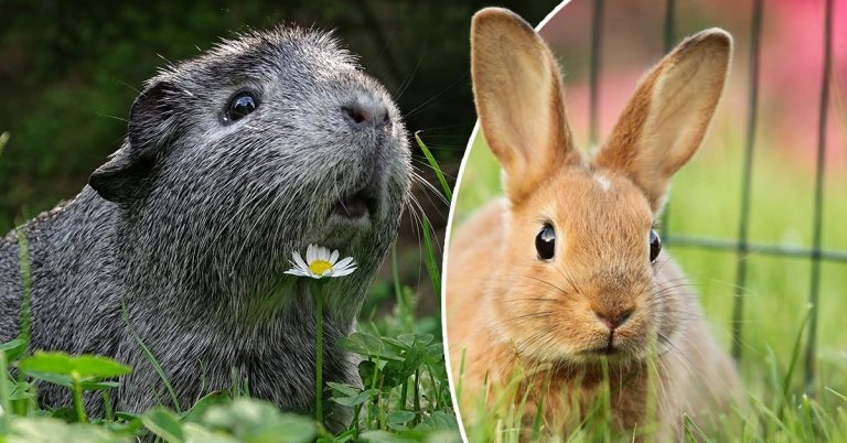 Indoor life for outdoor animals – reducing stress for rabbits and guinea pigs