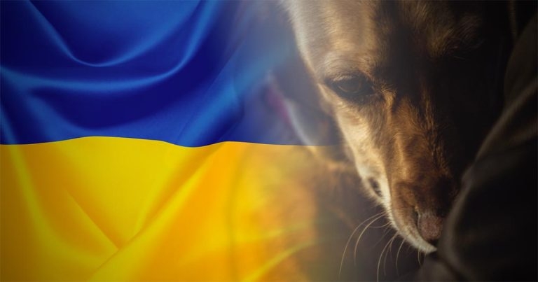 Specialist vets sign up for day-long conference for Ukraine