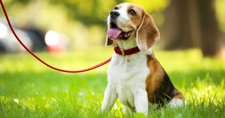 Petplan provides free pet insurance for Ukrainian refugees