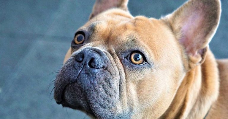 Health test proposal for new brachycephalic dog strategy