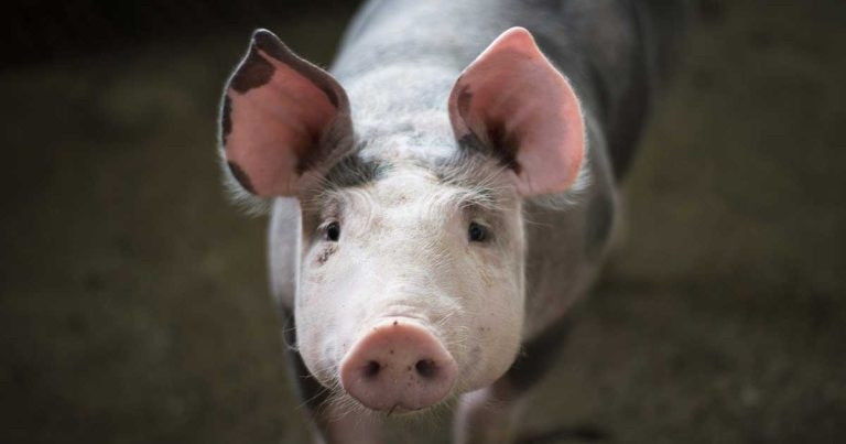 Pirbright pig respiratory coronavirus model could help COVID-19 knowledge