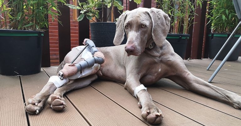 Max out and about again after patella surgery
