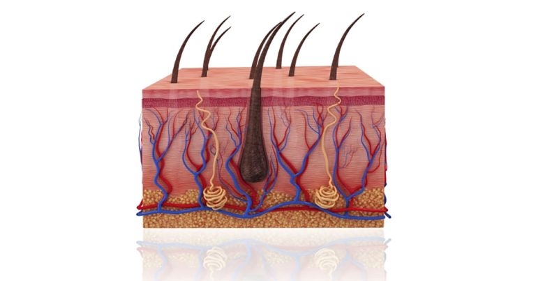 The many roles of diet in canine dermatology