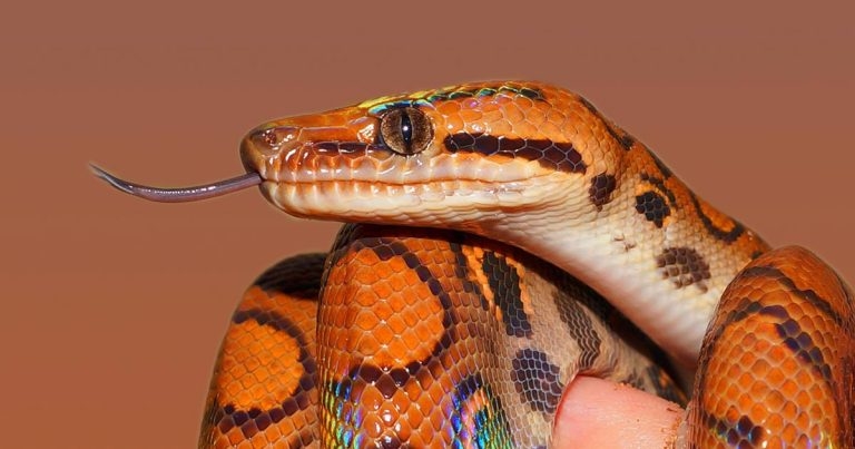 Paget’s disease in a Brazilian rainbow boa
