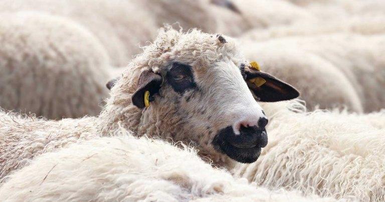 Prepare sheep farmers for early blowfly strike – Elanco