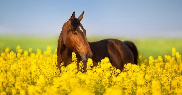 Allergies affecting horses – how RVNs can support such cases