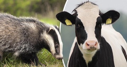 Vet group backs bTB strategy amid badger divide