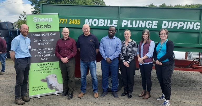Sheep scab control project rolls out