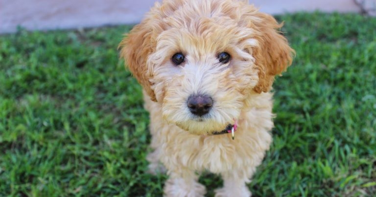 Owner misconceptions help fuel designer dog boom, study shows 