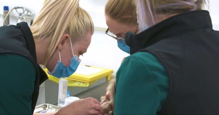 Linnaeus celebrates VNs with new film