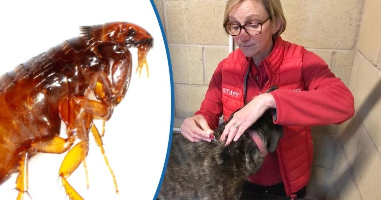 Pet parasite protection: educating owners on importance