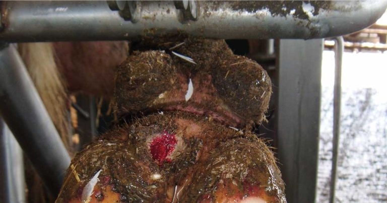 Digital dermatitis in dairy cattle