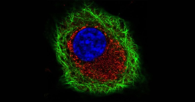 Pirbright gains insight on how FMDV interacts with immune system