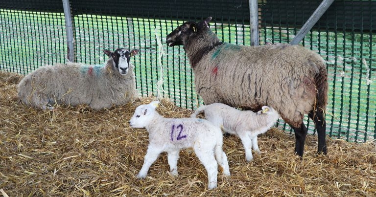 RVC leads flock with new sheep course