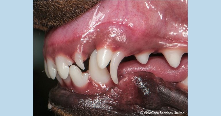 Increased dental disease risk for poodle crosses – census