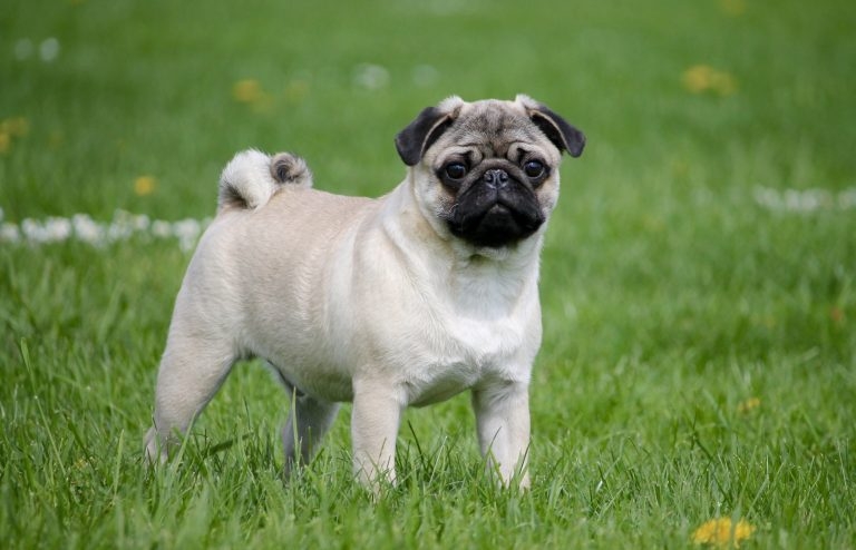 Pug health risks mean it can no longer be considered ‘typical dog’