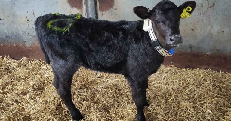 Nottingham scientists use tech to look at farmed calf personalities