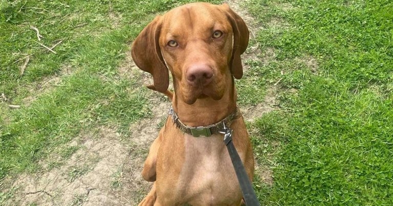 Chester breathes easy after vets take the stick