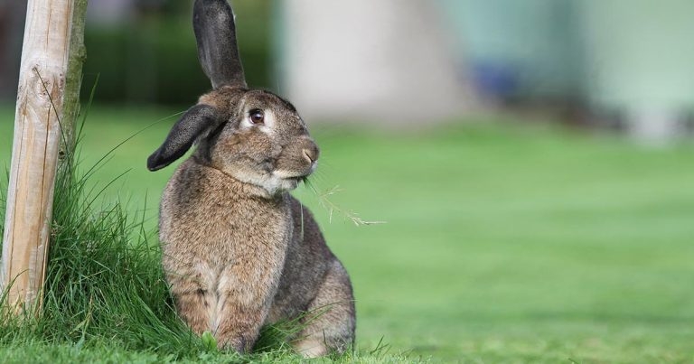 Room for rabbits, part 2: behaviour and veterinary considerations