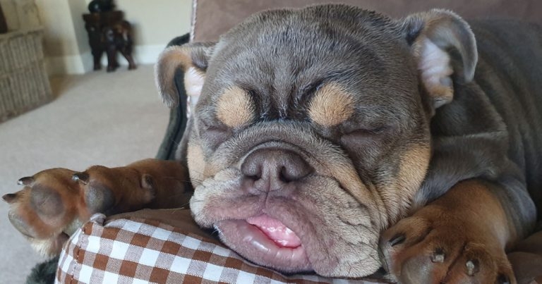 Tuna heads new ‘Save Our Breath’ campaign on flat-faced breeds