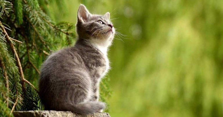 ISFM International Feline Congress goes virtual again for 2022