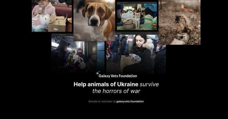 Telehealth platform helping Ukrainian pet owners needs UK veterinary volunteers