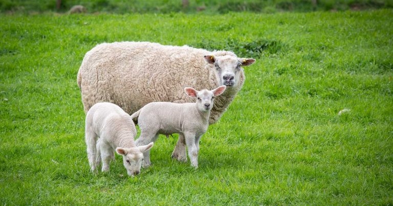 Vets urge colleagues to discuss EAE vaccination merits